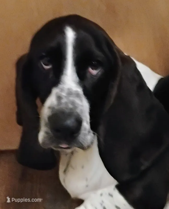 Upcoming litter  – Basset Hound puppy for sale in Springfield, MO