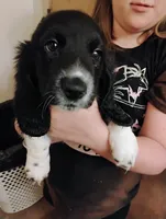 Fiona, a female Basset Hound for sale in Springfield, MO – 3 of 5