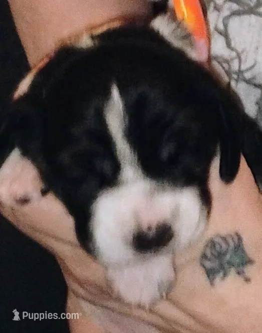 Marshmellow – Basset Hound puppy for sale in Springfield, MO