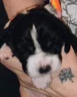 Marshmellow, a female Basset Hound for sale in Springfield, MO – 1 of 1