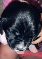 Pup 3, a female Basset Hound for sale in Springfield, MO – 1 of 2