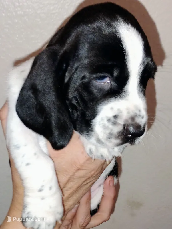 Luni – Basset Hound puppy for sale in Springfield, MO