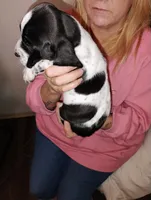 Luni, a female Basset Hound for sale in Springfield, MO – 2 of 2