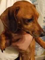 Chiquito, a female Miniature Dachshund for sale in Springfield, MO – 4 of 4