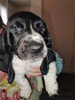 Bently, a male Basset Hound for sale in Springfield, MO – 2 of 2