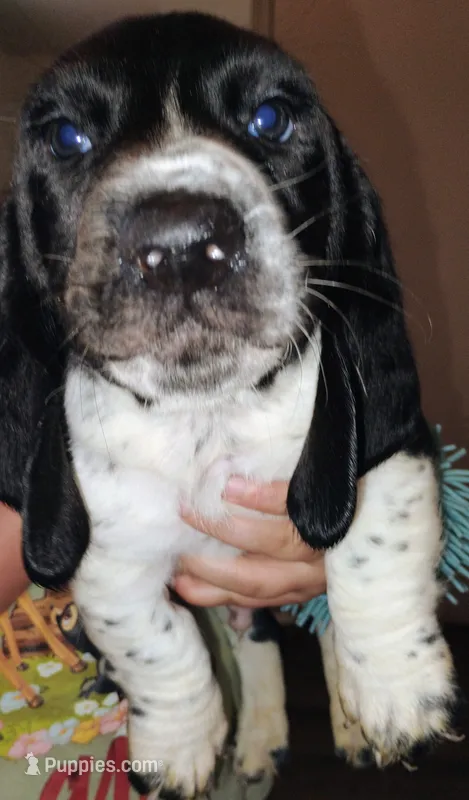 Bently – Basset Hound puppy for sale in Springfield, MO