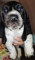 Bently, a male Basset Hound for sale in Springfield, MO – 1 of 2