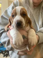 Wally, a male Basset Hound for sale in Springfield, MO – 1 of 2