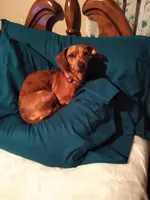 Chiquito, a female Miniature Dachshund for sale in Springfield, MO – 3 of 4