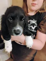 Fiona, a female Basset Hound for sale in Springfield, MO – 5 of 5