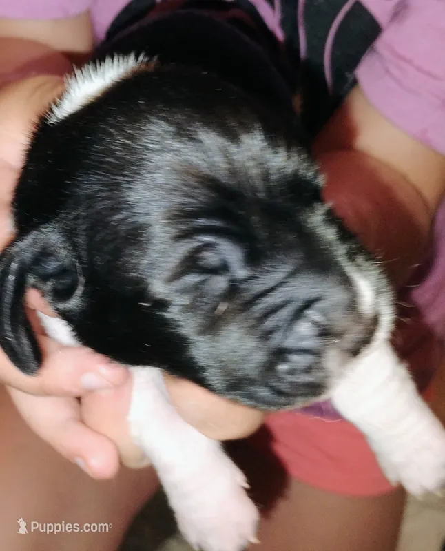 Pup 6 – Basset Hound puppy for sale in Springfield, MO