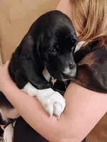 Susie, a female Basset Hound for sale in Springfield, MO – 4 of 4