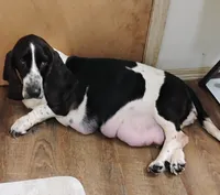 Upcoming litter , a  Basset Hound for sale in Springfield, MO – 3 of 4