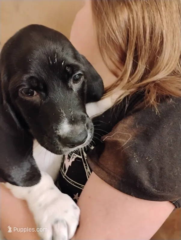 Susie – Basset Hound puppy for sale in Springfield, MO