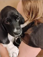 Susie, a female Basset Hound for sale in Springfield, MO – 1 of 4