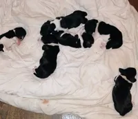 Pup 3, a female Basset Hound for sale in Springfield, MO – 2 of 2