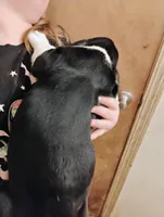 Susie, a female Basset Hound for sale in Springfield, MO – 3 of 4