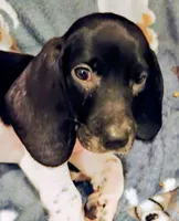 Rosetta , a female Basset Hound for sale in Springfield, MO – 2 of 3