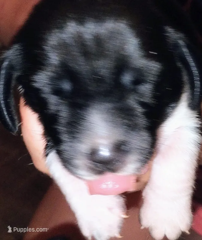 Pup 5 – Basset Hound puppy for sale in Springfield, MO