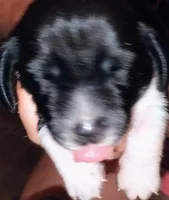 Pup 5, a male Basset Hound for sale in Springfield, MO – 1 of 1