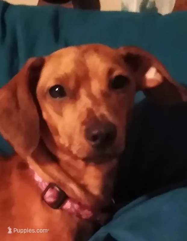 Chiquito – Miniature Dachshund puppy for sale in Springfield, MO
