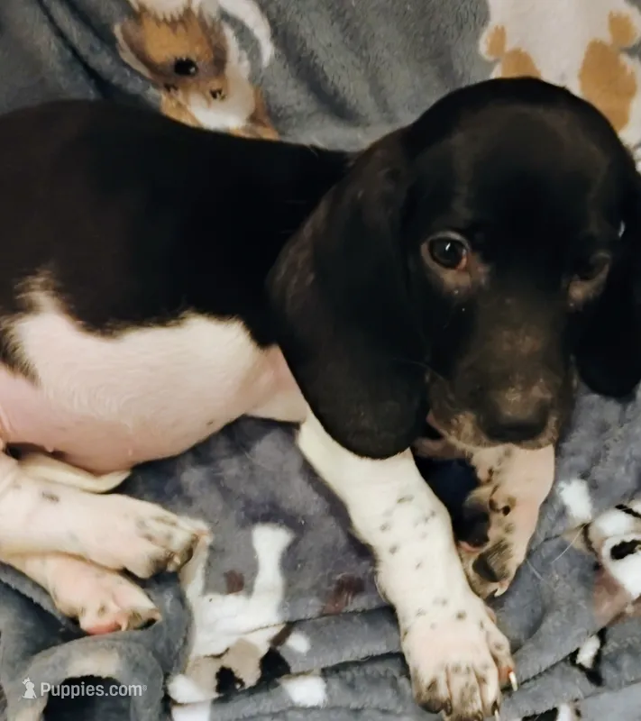 Rosetta  – Basset Hound puppy for sale in Springfield, MO