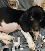 Rosetta , a female Basset Hound for sale in Springfield, MO – 1 of 3
