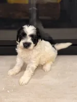 Oreo, a female Miniature Goldendoodle for sale in Olympia Fields, IL – 2 of 7