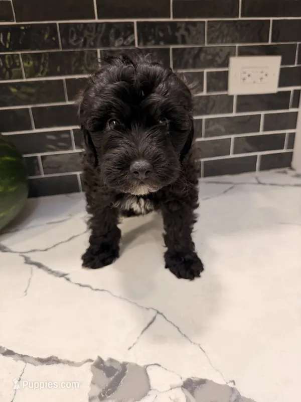 Onyx – Miniature Goldendoodle puppy for sale in Olympia Fields, IL