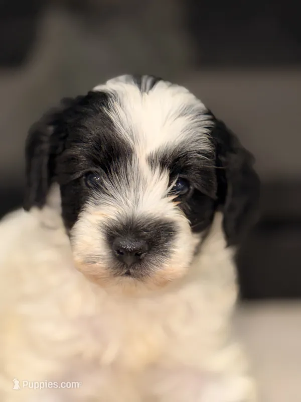 Oreo – Miniature Goldendoodle puppy for sale in Olympia Fields, IL