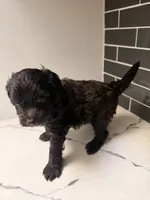 Raven , a female Miniature Goldendoodle for sale in Olympia Fields, IL – 5 of 6