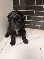 Onyx, a male Miniature Goldendoodle for sale in Olympia Fields, IL – 1 of 6