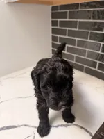Onyx, a male Miniature Goldendoodle for sale in Olympia Fields, IL – 3 of 6
