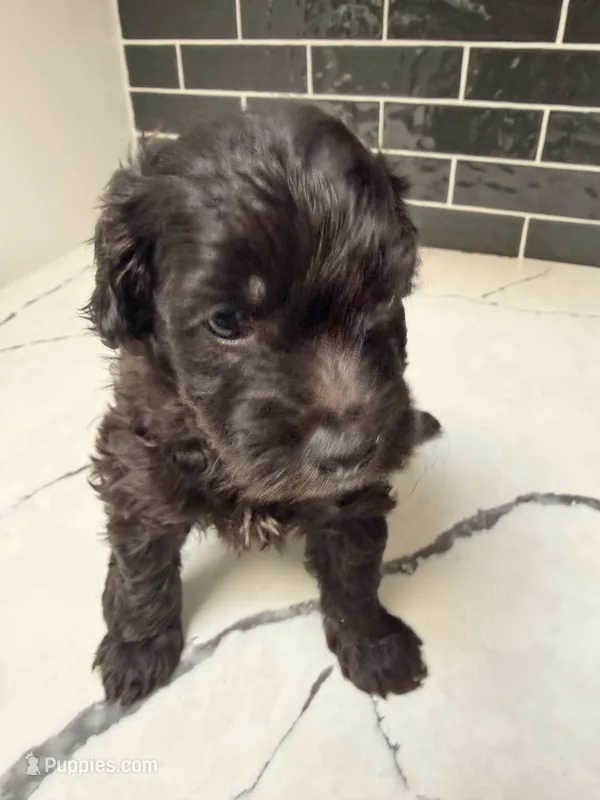 Raven  – Miniature Goldendoodle puppy for sale in Olympia Fields, IL