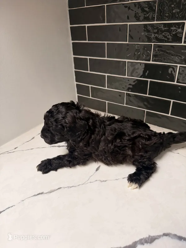 Onyx – Miniature Goldendoodle puppy for sale in Olympia Fields, IL