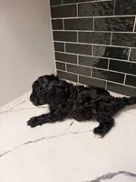 Onyx, a male Miniature Goldendoodle for sale in Olympia Fields, IL – 6 of 6