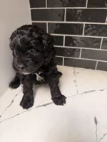 Onyx, a male Miniature Goldendoodle for sale in Olympia Fields, IL – 5 of 6