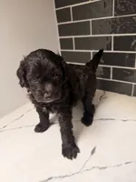 Raven , a female Miniature Goldendoodle for sale in Olympia Fields, IL – 4 of 6