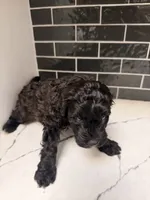 Onyx, a male Miniature Goldendoodle for sale in Olympia Fields, IL – 4 of 6