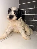 Oreo, a female Miniature Goldendoodle for sale in Olympia Fields, IL – 4 of 7