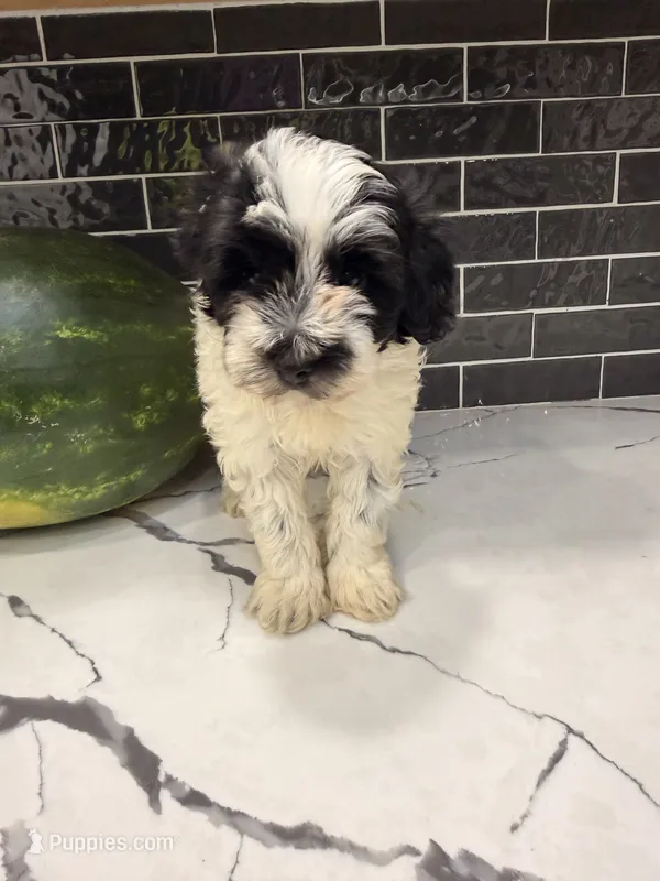 Oreo – Miniature Goldendoodle puppy for sale in Olympia Fields, IL