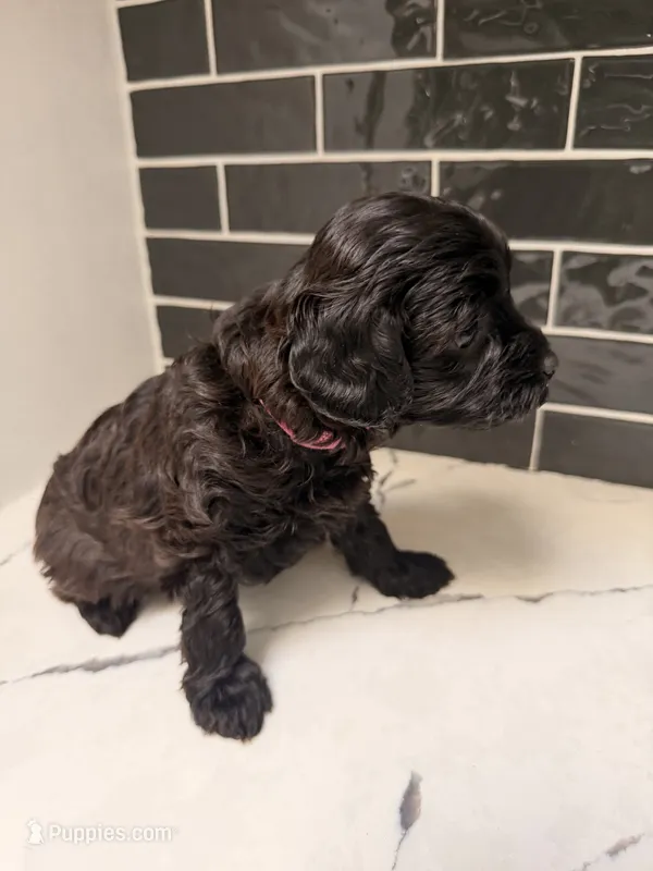 Coco – Miniature Goldendoodle puppy for sale in Olympia Fields, IL