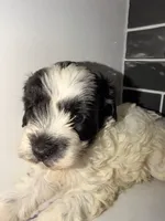Oreo, a female Miniature Goldendoodle for sale in Olympia Fields, IL – 6 of 7