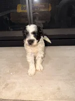 Oreo, a female Miniature Goldendoodle for sale in Olympia Fields, IL – 5 of 7