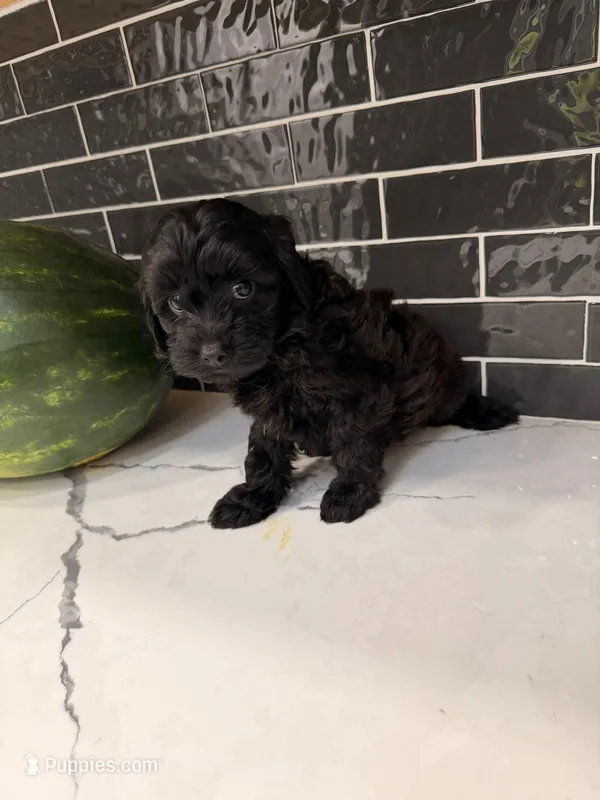 Coco – Miniature Goldendoodle puppy for sale in Olympia Fields, IL