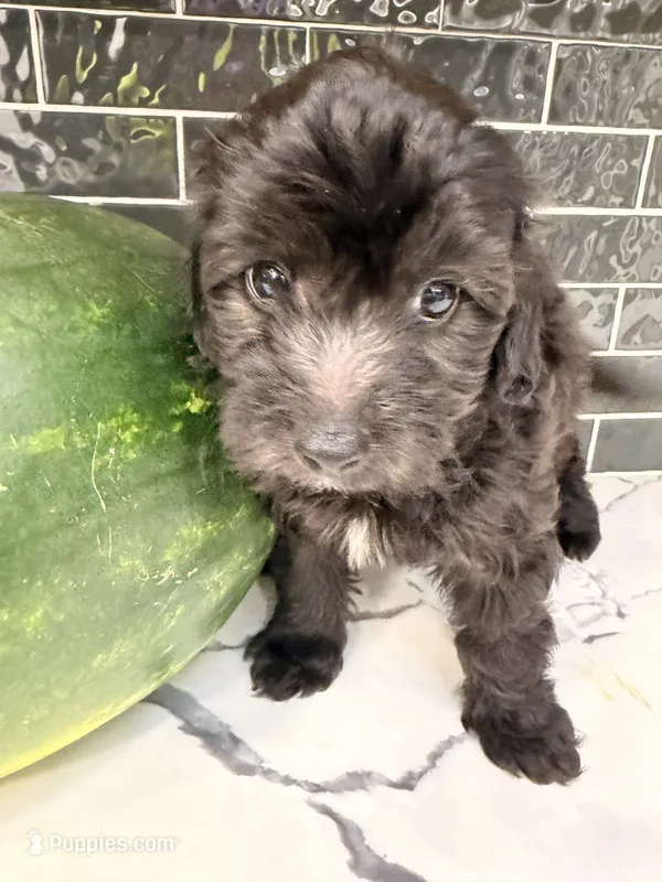 Raven  – Miniature Goldendoodle puppy for sale in Olympia Fields, IL