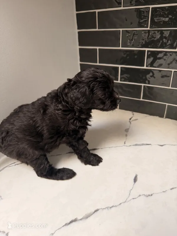 Raven  – Miniature Goldendoodle puppy for sale in Olympia Fields, IL