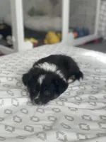 Summit, a male Miniature Australian Shepherd for sale in Wake Forest, NC – Photo 6 of 6