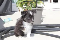 Summit, a male Miniature Australian Shepherd for sale in Wake Forest, NC – Photo 4 of 6