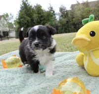 Summit, a male Miniature Australian Shepherd for sale in Wake Forest, NC – Photo 1 of 6